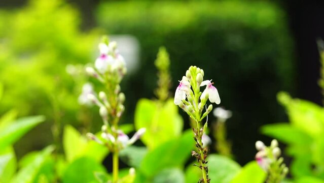 Pseuderanthemum Reticulatum (Japanese jasmine, melati jepang) with a natural background