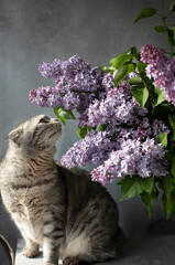 A gray cat sniffs lilac flowers.