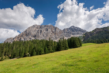 Fototapeta na wymiar Meadows and forest of Norway spruce, Picea abies, in the Mieming Range, State of Tyrol, Austria