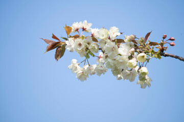 Cherry Blossoms cherry tree flower