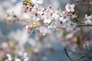 Cherry Blossoms cherry tree flower