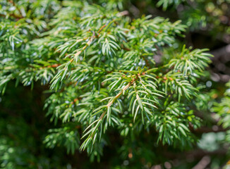 Detail of branches and leaves of Common Juniper, Juniperus communis subsp. alpina. Photo taken in the Mieming Range, by de Seebensee lake, State of Tyrol, Austria.