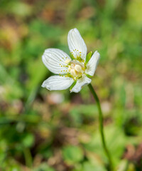 Grass of Parnassus, Parnassia palustris. Photo taken in the Mieming Range, by de Seebensee lake, State of Tyrol, Austria.