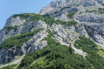 Fototapeta premium Bushes with Dwarf Mountain pine, Pinus mugo, over rocky hillsides. Photo taken in the Mieming Range, by de Seebensee lake, State of Tyrol, Austria.