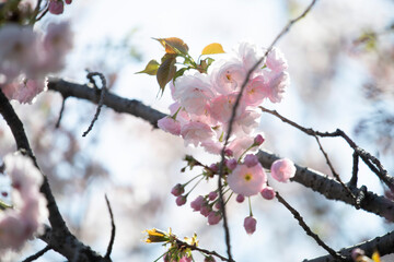 Cherry Blossoms cherry tree flower