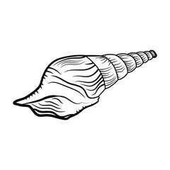 Seashell engraved sketch style drawing vector design