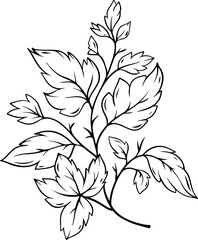 botanical leaf arrangement outline