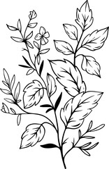 botanical leaf arrangement outline