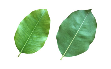Isolated green and fresh leaf of spanish cherry or bullet wood with clipping paths.