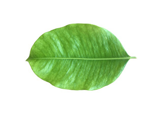 Isolated green and fresh leaf of spanish cherry or bullet wood with clipping paths.