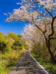 Cherry blossoms in full bloom blowing in wind under the blue sky in spring, Nature or outdoor background, High resolution	