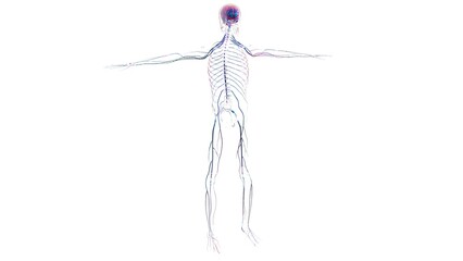 Human brain nervous system anatomy for medical concept 3D rendering