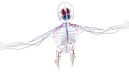 Fototapeta premium Human brain anatomy for medical concept 3D rendering