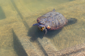 水面から頭を出して泳ぐ一匹の亀