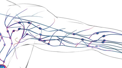 Human lymph nodes anatomy for medical concept 3D rendering