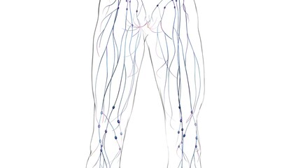 Human lymph nodes anatomy for medical concept 3D rendering