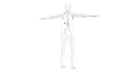 Human lymph nodes anatomy for medical concept 3D rendering