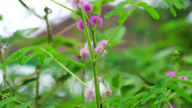 Mimosa invisa (Giant Sensitive Plant, Giant False Sensitive Plant, Maiyaraap Thao, shameplant, zombie plant, bashful mimosa, herbe sensible, sensitive grass). The trunk are square and thorny
