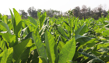 Fototapeta premium green tobacco in the field