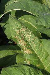 Tobacco leaves affected by disease. Agriculture harvest season
