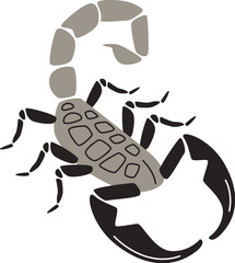 Scorpion Insect Illustration