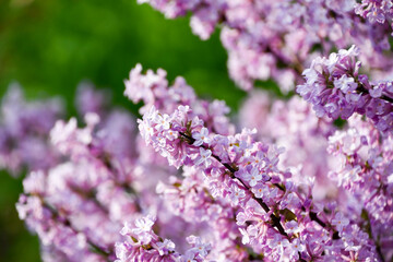 フジモドキ　Daphne genkwa