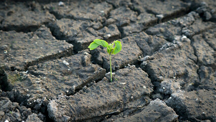 Dry soil after water recedes young green plants are growing protecting nature Nourishing the plants World Environment Day To help the world look beautiful, Forest conservation concern
