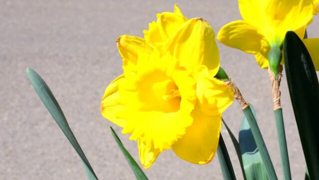 daffodil flower in spring in Germany