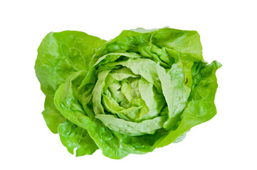 a head of lettuce