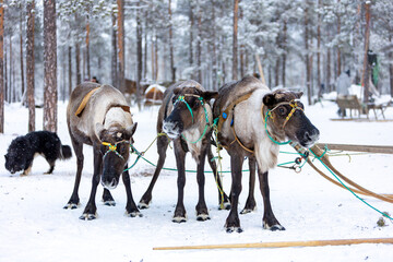 A team of four reindeer in the traditional ammunition of reindeer herders of the Komi Republic © Евгения Глинская