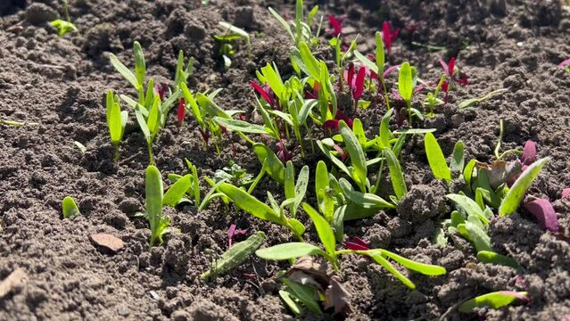 Gartenmelde Garten Melde 