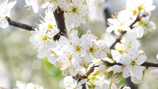 Blackthorn blossom in spring in Germany