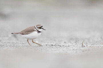 The little ringed plover, fine art portrait (Charadrius dubius)