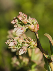 Tokyo, Japan - April 4, 2023: Closeup of buds of blueberry
