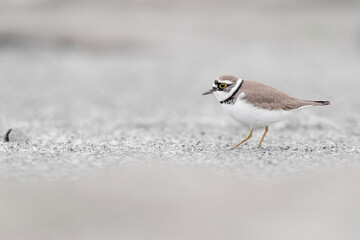 Little ringed plover on the beach, fine art portrait (Charadrius dubius)