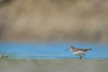 The green sandpiper on the beach (Tringa ochropus)