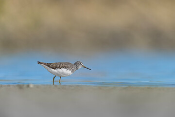 The green sandpiper with prey in the beak, fine art portrait (Tringa ochropus)	
