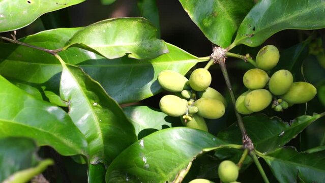 Gnetum gnemon (also called gnemon, melinjo, belinjo, kuliat, culiat, bago, bigo and padi oats, paddy oats) with a natural background