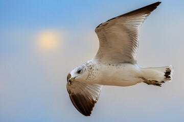Ring-billed Gull (Larus delawarensis) in flight over Lake Hefner in Oklahoma City