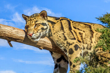 Clouded Leopard (Neofelis nebulosa) resting in a tree in a zoo
