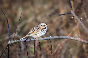 A Song Sparrow (Melospiza melodia) perched on a branch