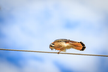 American Kestrel (Falco sparverius) sitting on a wire