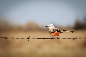 Scissortailed Flycatcher (Tyrannus forficatus) perched on a wire.