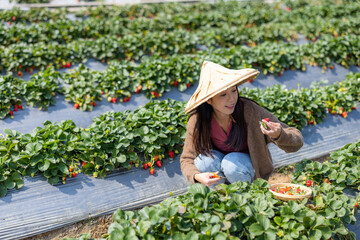 Obraz premium Woman visit organic strawberry farm