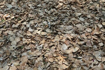 texture of the bark of tree