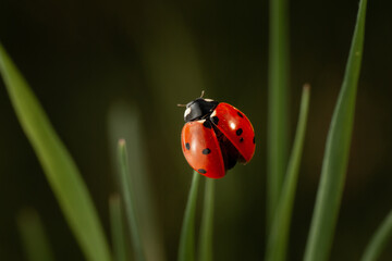 ladybug on grass