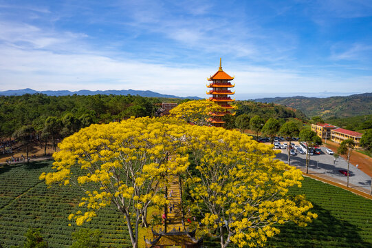 Yellow scallops bloom brilliantly at Bat Nha Monastery Pagoda, Bao Loc city, Vietnam