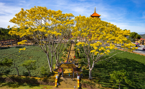 Yellow scallops bloom brilliantly at Bat Nha Monastery Pagoda, Bao Loc city, Vietnam