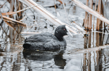 Eurasian coot (Fulica atra), common coot, Australian coot swimming in the lake and snow falls down. It is largely black bird with the white bill and frontal shield and red eyes. Close-up portrait.