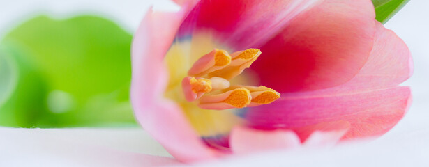 One pink tulip close up lying on white background banner